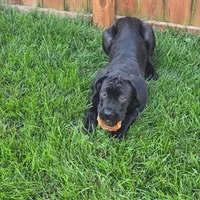 No name , a female Cane Corso for sale in Streamwood, IL – 3 of 5