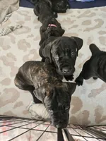 No name , a female Cane Corso for sale in Streamwood, IL – 10 of 10