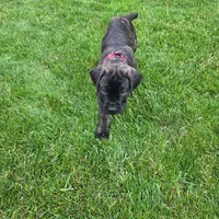 No name , a female Cane Corso for sale in Streamwood, IL – 4 of 10