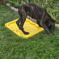 No name , a male Cane Corso for sale in Streamwood, IL – 5 of 5