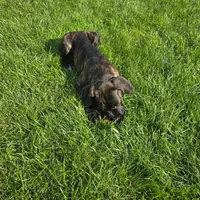 No name , a female Cane Corso for sale in Streamwood, IL – 2 of 3