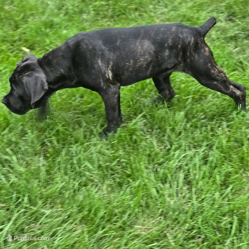 No name  – Cane Corso puppy for sale in Streamwood, IL