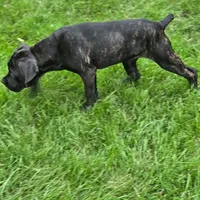 No name , a female Cane Corso for sale in Streamwood, IL – 1 of 5