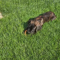 No name , a male Cane Corso for sale in Streamwood, IL – 4 of 5