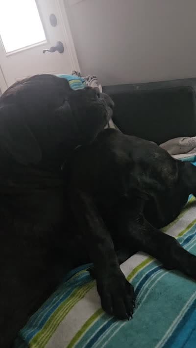 No name , a female Cane Corso for sale in Streamwood, IL – 5 of 5