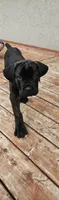 No name , a female Cane Corso for sale in Streamwood, IL – 8 of 10