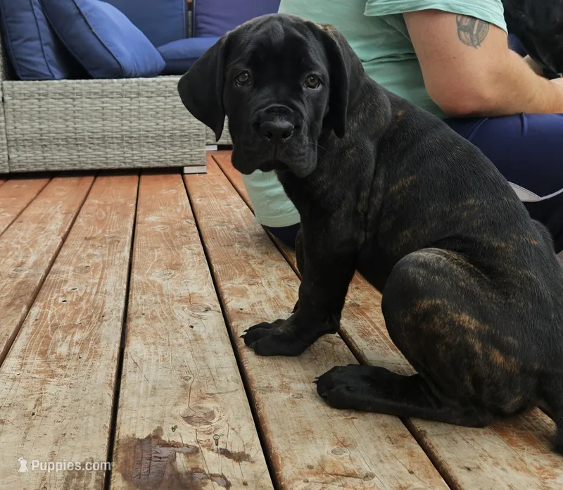 No name  – Cane Corso puppy for sale in Streamwood, IL