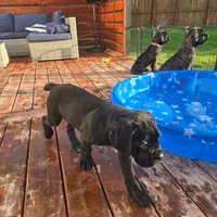 No name , a female Cane Corso for sale in Streamwood, IL – 2 of 10