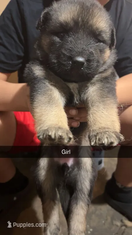 No name – German Shepherd Dog puppy for sale in Detroit, MI