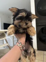 Tiny, a female Yorkshire Terrier for sale in Miami, FL – 2 of 3