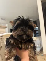 Choppy, a male Yorkshire Terrier for sale in Miami, FL – 3 of 3