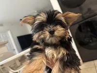 Tiny, a female Yorkshire Terrier for sale in Miami, FL – 3 of 3