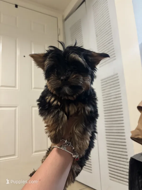 Choppy – Yorkshire Terrier puppy for sale in Miami, FL