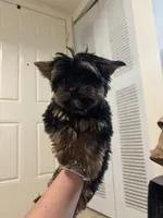 Choppy, a male Yorkshire Terrier for sale in Miami, FL – 1 of 3