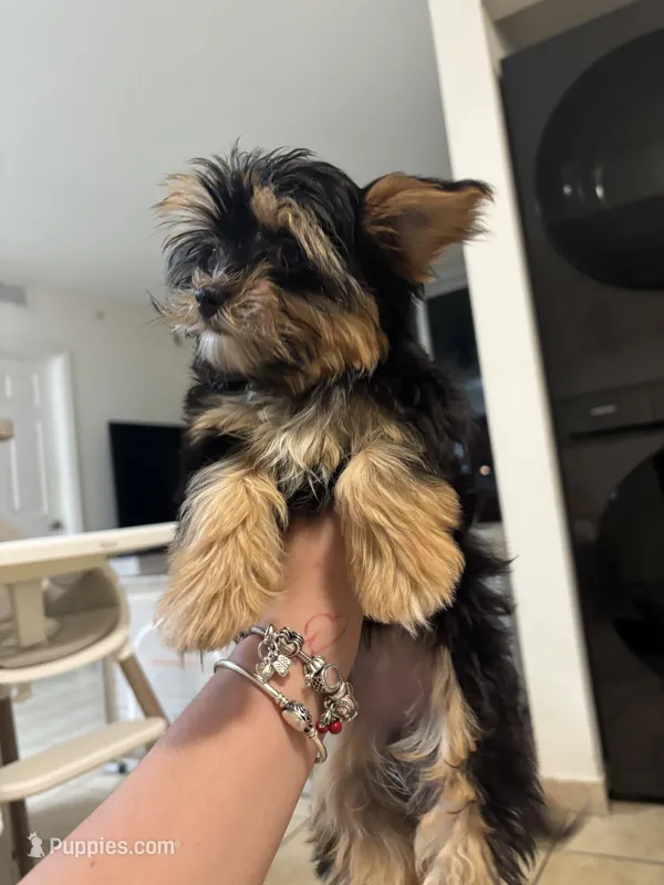 Tiny – Yorkshire Terrier puppy for sale in Miami, FL