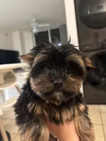 Choppy, a male Yorkshire Terrier for sale in Miami, FL – 2 of 3