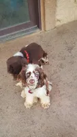 Squirt , a male Cocker Spaniel for sale in Paramount, CA – Photo 6 of 7