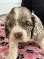 Squirt , a male Cocker Spaniel for sale in Paramount, CA – Photo 2 of 7