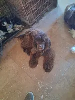 Squirt , a male Cocker Spaniel for sale in Paramount, CA – Photo 7 of 7