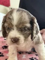 Squirt , a male Cocker Spaniel for sale in Paramount, CA – Photo 3 of 7