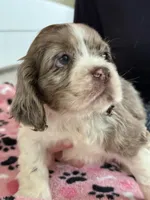 Squirt , a male Cocker Spaniel for sale in Paramount, CA – Photo 4 of 7
