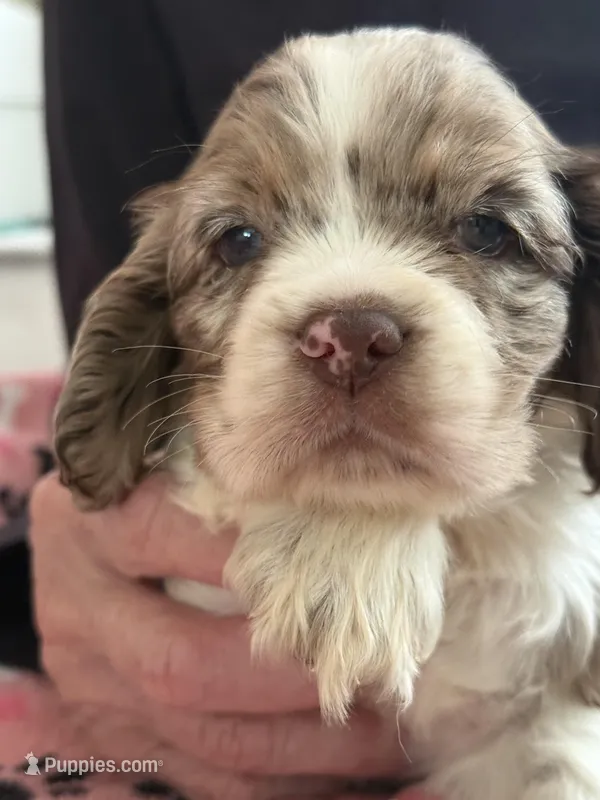 Squirt  – Cocker Spaniel puppy for sale in Paramount, CA
