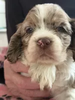 Squirt , a male Cocker Spaniel for sale in Paramount, CA – Photo 1 of 7