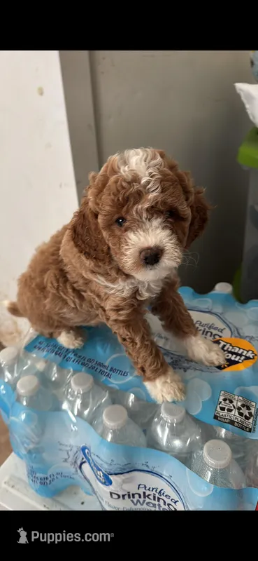 Ginger – Cockapoo puppy for sale in Paramount, CA