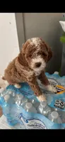 Ginger, a female Cockapoo for sale in Paramount, CA – 1 of 1