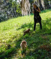 Simon, a male Miniature Aussiedoodle for sale in Cameron, SC – Photo 4 of 6