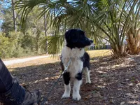 Simon, a male Miniature Aussiedoodle for sale in Cameron, SC – Photo 1 of 6