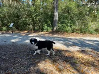 Simon, a male Miniature Aussiedoodle for sale in Cameron, SC – Photo 2 of 6