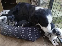 Simon, a male Miniature Aussiedoodle for sale in Cameron, SC – Photo 6 of 6