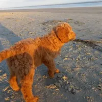 Sunshine, a female Goldendoodle for sale in Cameron, SC – Photo 2 of 6