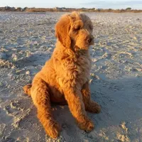 Sunshine, a female Goldendoodle for sale in Cameron, SC – Photo 4 of 6