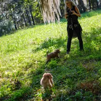 Sunshine, a female Goldendoodle for sale in Cameron, SC – Photo 5 of 6