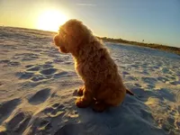 processed/c82af7d3-7f04-4d6e-b2c3-b4ea183ed2f7/listing/07f5455e-9010-4407-b957-a6f5fa4be0f8/68e75cac-ccad-4333-b863-a182dfc6ec0b