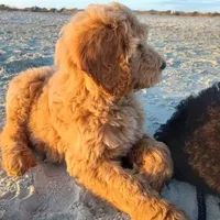 Sunshine, a female Goldendoodle for sale in Cameron, SC – Photo 1 of 6