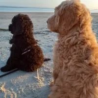 Sunshine, a female Goldendoodle for sale in Cameron, SC – Photo 6 of 6