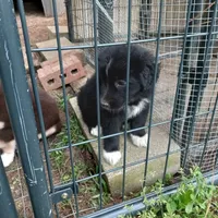 Charlie, a male Border Collie and Miniature Aussiedoodle for sale in Cameron, SC – Photo 1 of 6