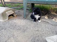 Charlie, a male Border Collie and Miniature Aussiedoodle for sale in Cameron, SC – Photo 6 of 6