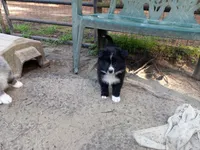 Charlie, a male Border Collie and Miniature Aussiedoodle for sale in Cameron, SC – Photo 5 of 6