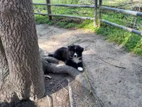 Charlie, a male Border Collie and Miniature Aussiedoodle for sale in Cameron, SC – Photo 3 of 6