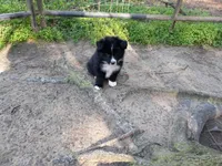 Charlie, a male Border Collie and Miniature Aussiedoodle for sale in Cameron, SC – Photo 4 of 6