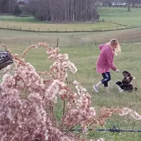Hewitt, a male Aussiedoodle for sale in Cameron, SC – Photo 3 of 6