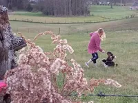 Panda, a male Aussiedoodle for sale in Cameron, SC – Photo 3 of 4