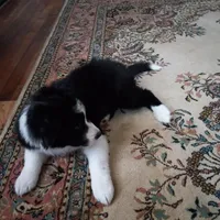 Hewitt, a male Aussiedoodle for sale in Cameron, SC – Photo 1 of 6