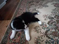 Panda, a male Aussiedoodle for sale in Cameron, SC – Photo 4 of 4