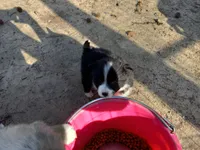 Hewitt, a male Aussiedoodle for sale in Cameron, SC – Photo 6 of 6