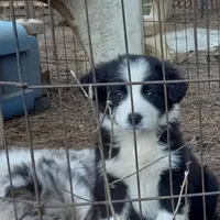 Hewitt, a male Aussiedoodle for sale in Cameron, SC – Photo 4 of 6